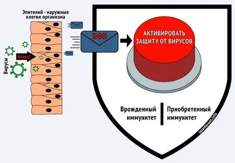 Защита клетки