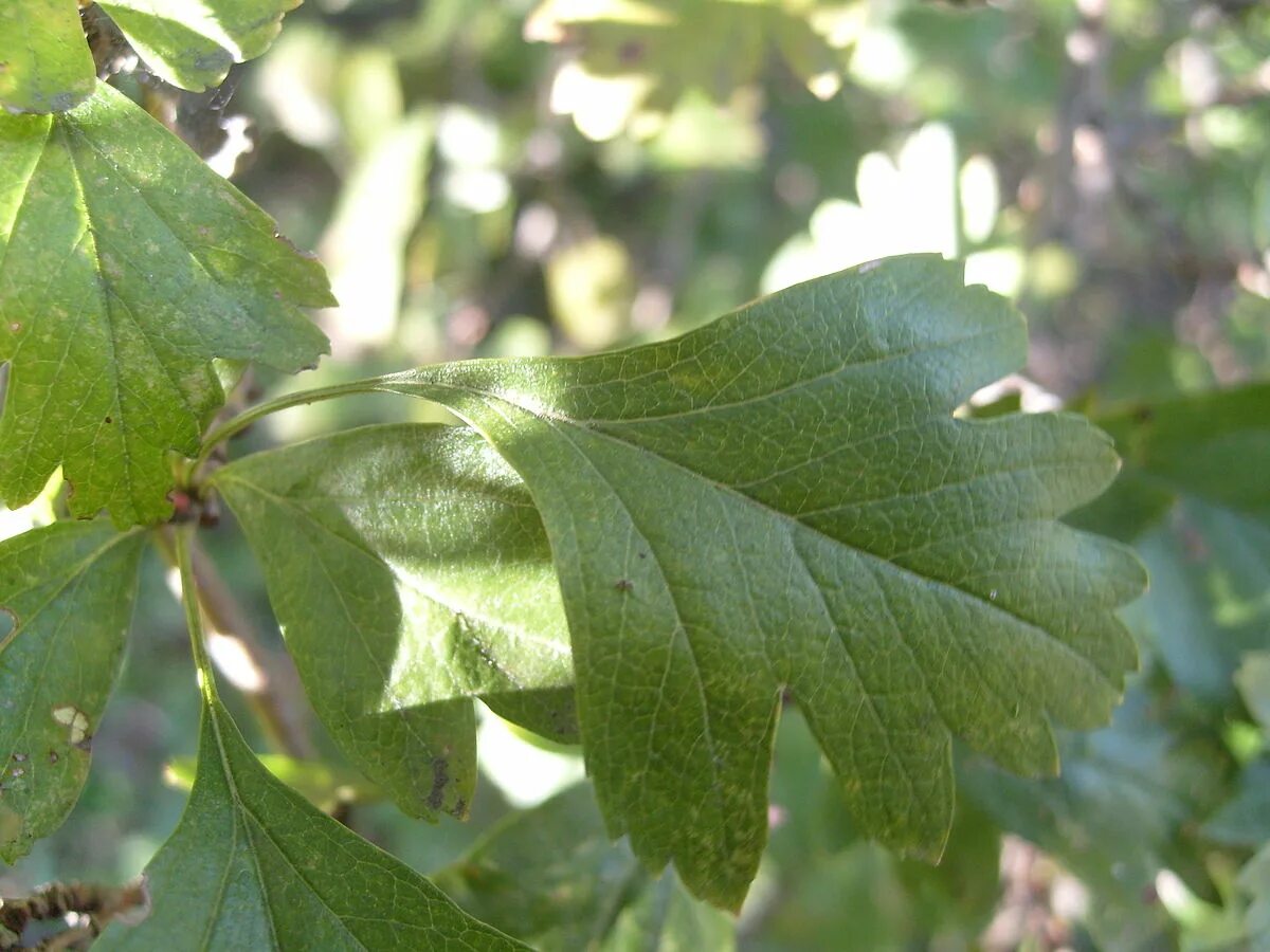 Crataegus monogyna - Image of an specimen - Plantarium