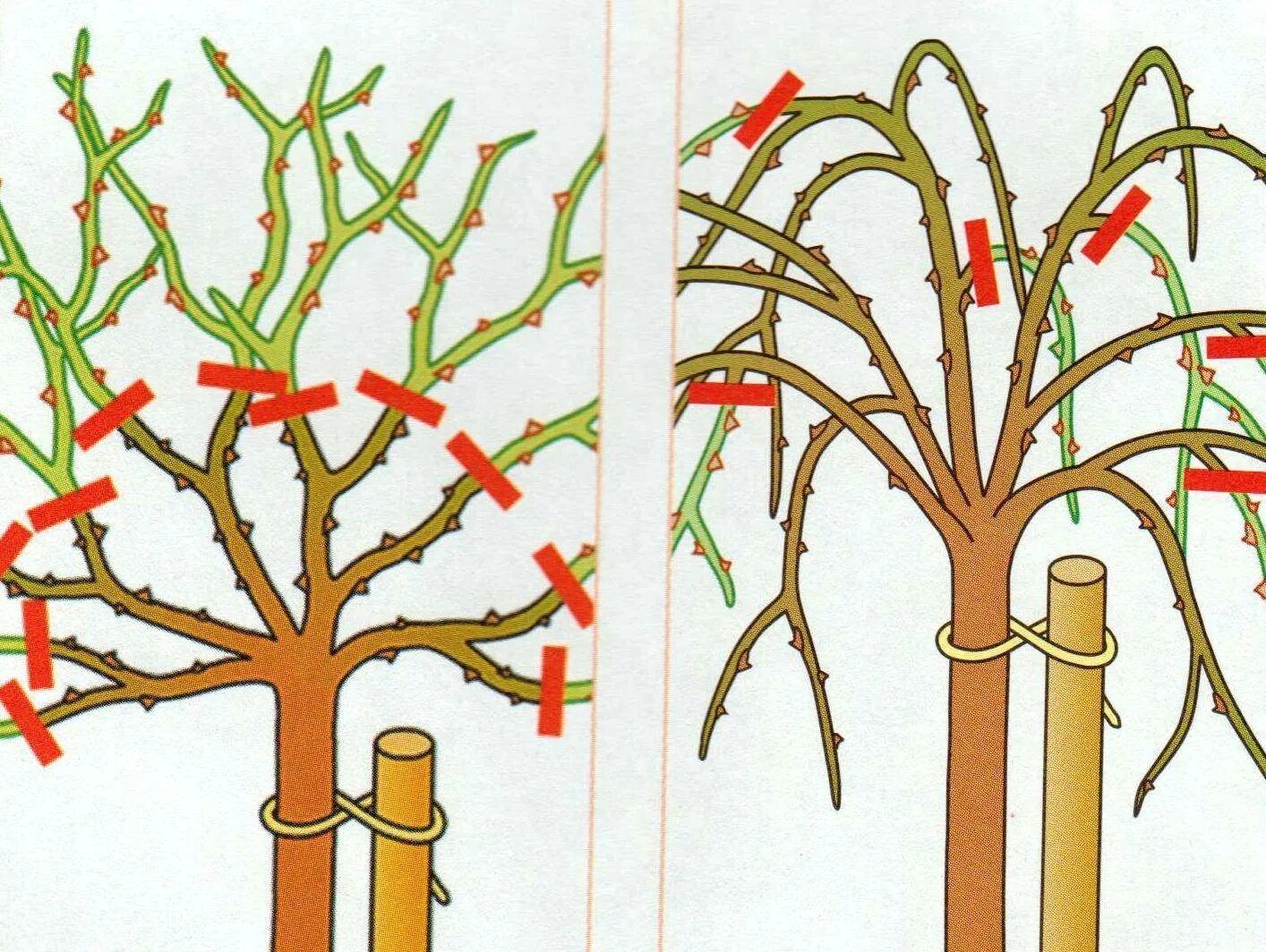 Можно ли обрезать ветки весной. Формировка плетистой розы. Обрезка вишни штамбовой. Подрезка штамбовой розы.