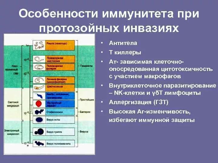 Особенности иммунитета при протозойных инвазиях. Особенности иммунитета при протозойных инфекциях. Иммунный ответ при протозойных инфекциях. Антипротозойный иммунитет. Особенности иммунного ответа