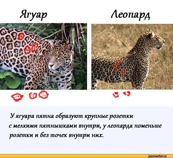 Чем отличается ягуар от леопарда. Ягуар леопард гепард отличия. гепард леопард ягуар. ягуар и гепард различия. отличие гепарда от леопарда и ягуара.