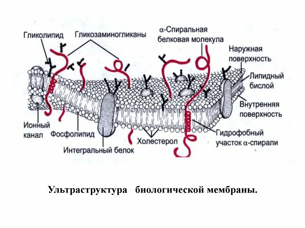 Биохимия мембран