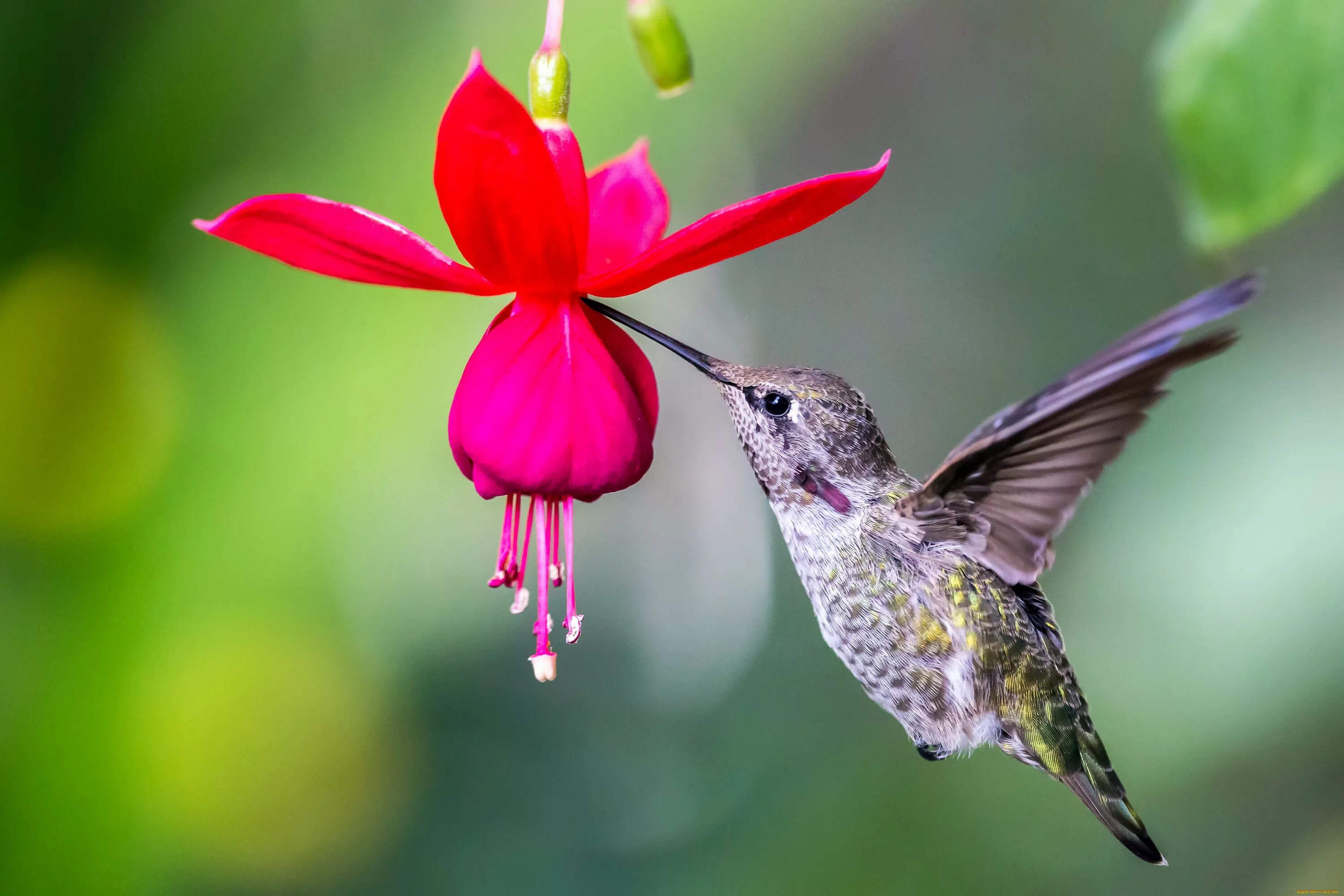 Как называется самая маленькая птица. Краснохвостый Колибри. Птичка Колибри. Колибри опыляют растения. Колибри расцветка.