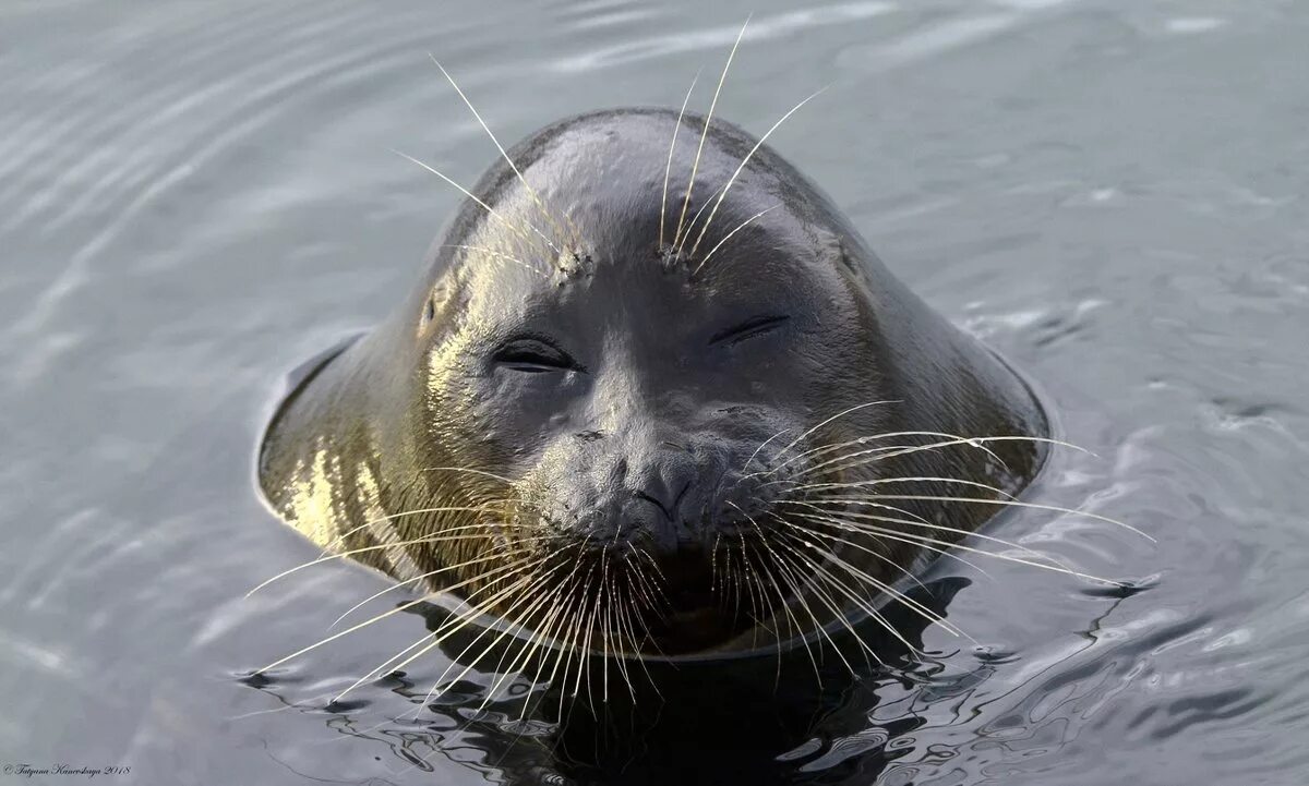 Непр ходящее значение. Кольчатая нерпа в арктике. Зирать сироту. Озеро байкал нерпа байкальская. Пр.