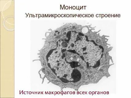Моноциты и макрофаги