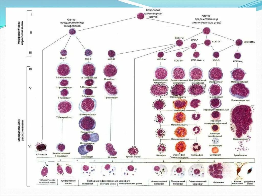 Стадии развития крови. Схема кроветворения стволовая клетка. Современная схема кроветворения эритропоэз. Схема кроветворения и.л.Чертков а.и.воробьёв. Схема кроветворения человека Воробьева.