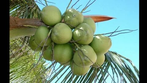 Coco de