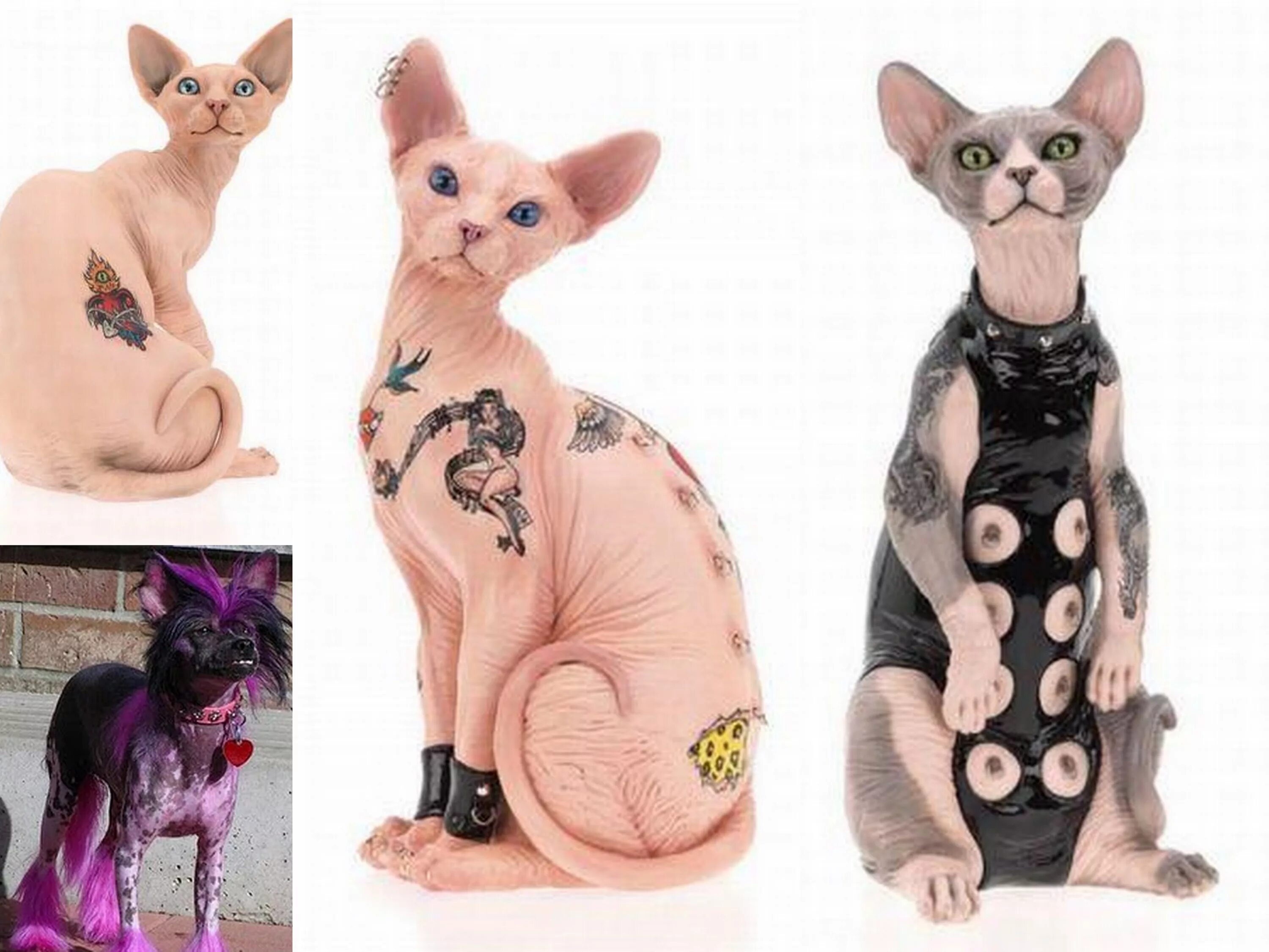 Сфинкс (порода кошек). Тату на лысых кошках. Канадский сфинкс табби. Татуированный сфинкс бесс. Кот лысый сфинкс татуированный.
