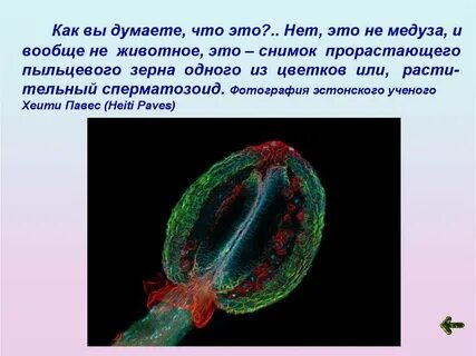 Может ли многоклеточный организм быть бессмертным