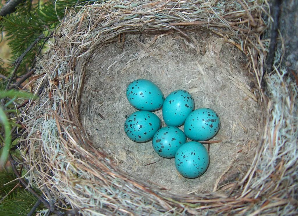 Какого цвета яйца птиц. Яйца певчего дрозда. Голубые яйца странствующего дрозда. Странствующий Дрозд в гнезде. Цвет яиц странствующего дрозда.