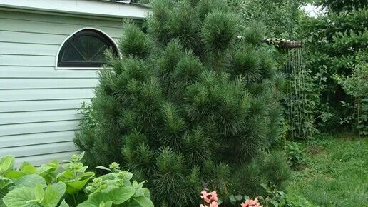 Сосна кедровая сибирская pinus cembra var. Сосна обыкновенная империал гарден. Сосна кедровая сибирская на участке. Кедр сибирский в ландшафтном дизайне. Sibirica.