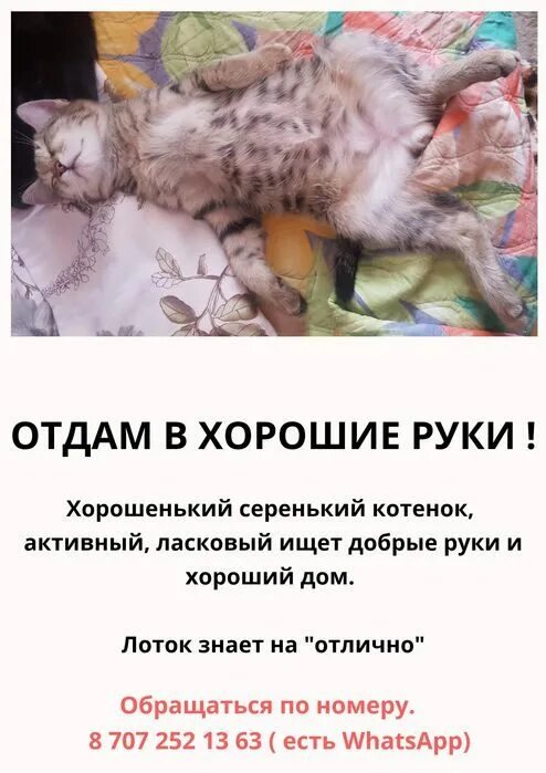 Объявления про котят. Объявления отдам в хорошие руки котят. Необычные объявления о котятах. Объявление котята в добрые руки. Объявления отдам котят в добрые