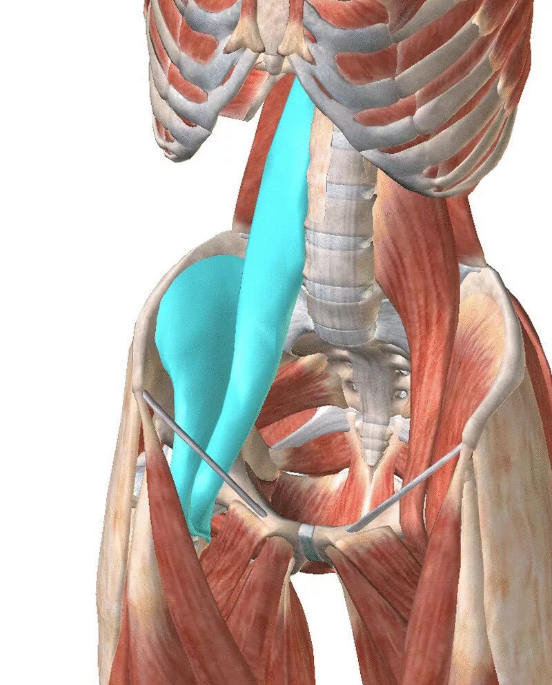 Спазм тазовых мышц. Подвздошно-поясничная мышца анатомия. musculus psoas major анатомия. подвздошно-поясничная мышца, m. iliopsoas. psoas major мышца.