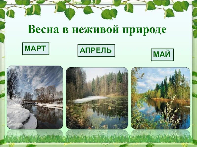 Март апрель май природа. Весенние месяцы. Живая природа весной.