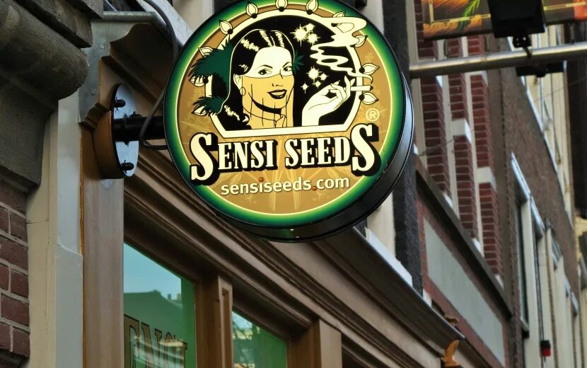 Sensi Seeds. Sensi Seed Kunzulu. Sensi Seeds logo. Sensi Seeds Amsterdam одежда. Сид банк