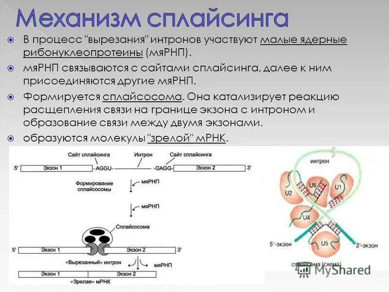 Экзон ру