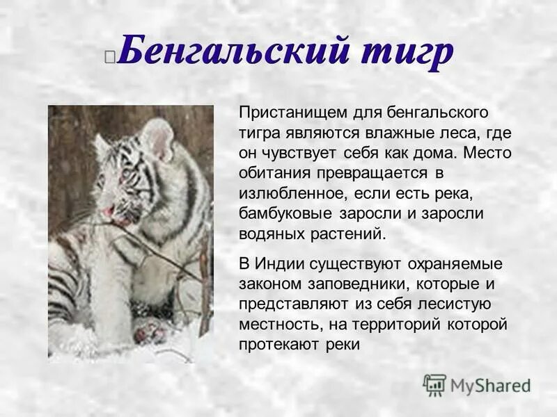 Тигр где находится история 5 класс. Белый бенгальский тигр красная книга описание. Белый Амурский тигр красная книга. Красная книга бенгальский белый тигр 2 класс. Сообщение о белом Тигре.
