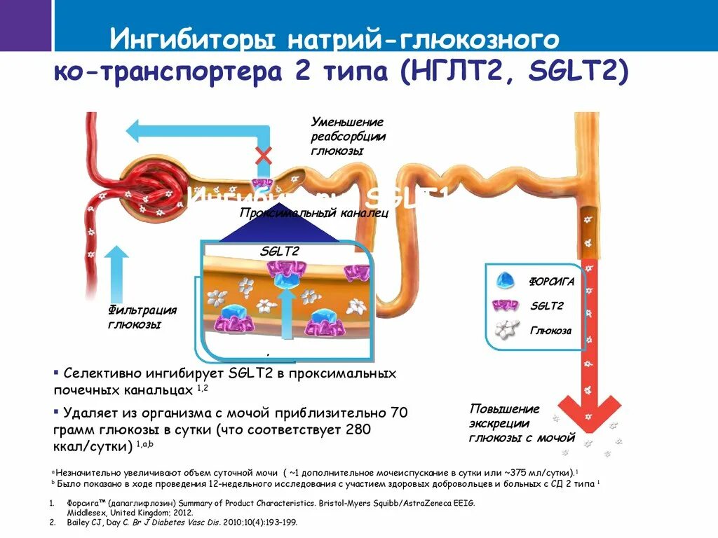 Ингибиторы натрий-глюкозного котранспортера 2 типа. Ингибиторы НГЛТ-2 механизм действия. Ингибитор натрий глюкозного транспортера 2. Натрий глюкозный котранспортер 2 механизм. Ингибиторы глюкозного котранспортера