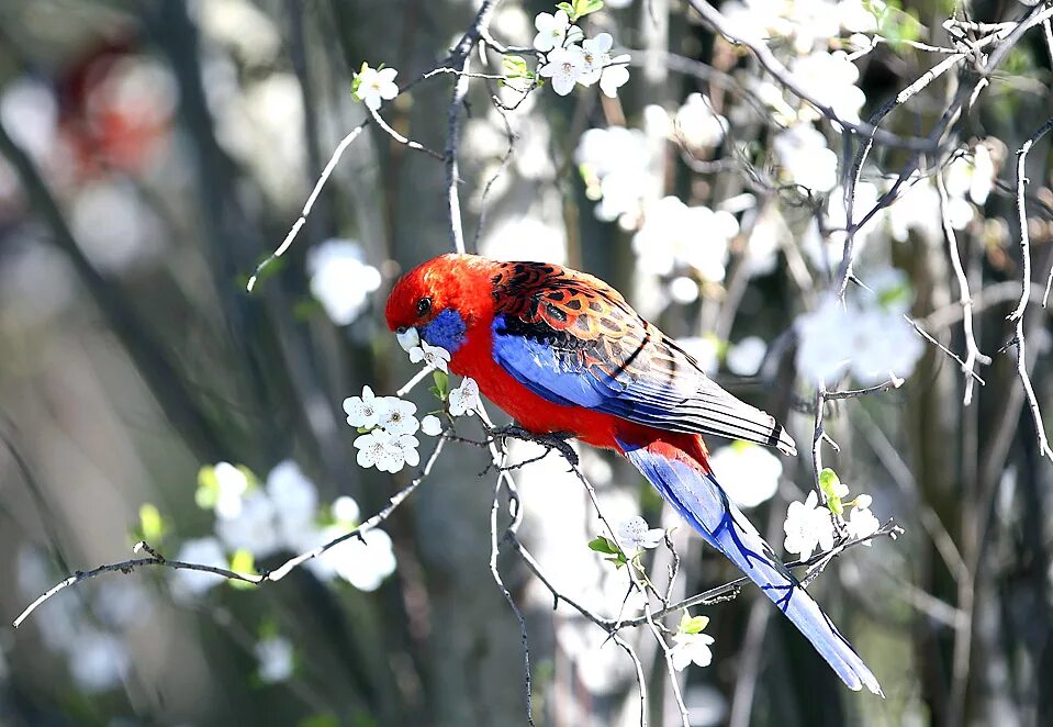 Весной пестрый. Розелла (птица). Розелла пестрая попугай. Австралийская Розелла цветок. Птицы весной.