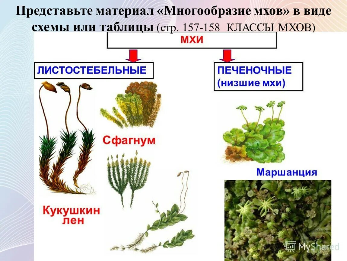 Папоротник в отличие от водорослей имеет. Листостебельные мхи представители. Однодольные листостебельные мхи. Мхи Кукушкин лен сфагнум маршанция. Представители класса "печеночники" МХТ.