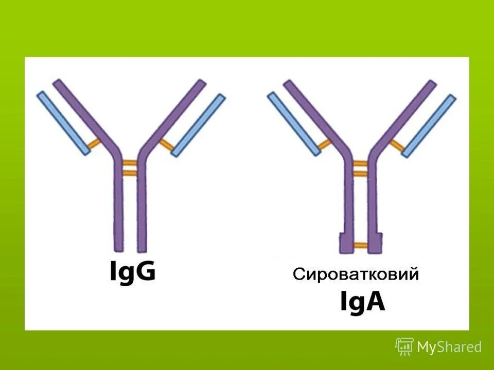 Секреторный иммуноглобулин а