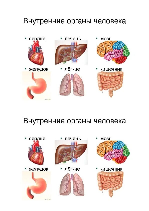 Структура органов человека. Органы человека. Основные органы человека. Строение человека внутренние органы. Обзор внутренних органов человека.