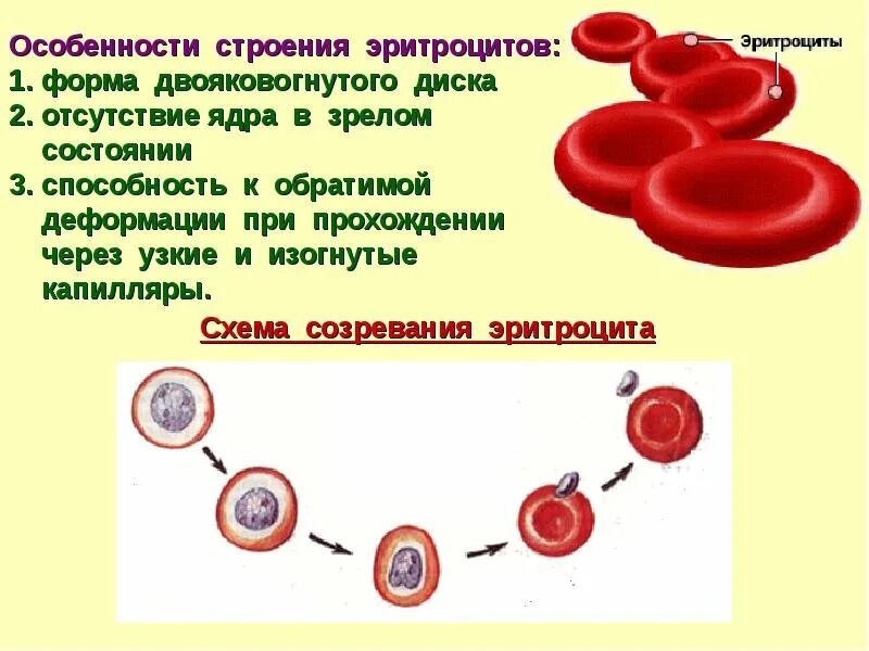 Строение эритроцита человека