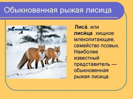 Вид лисица обыкновенная род семейство
