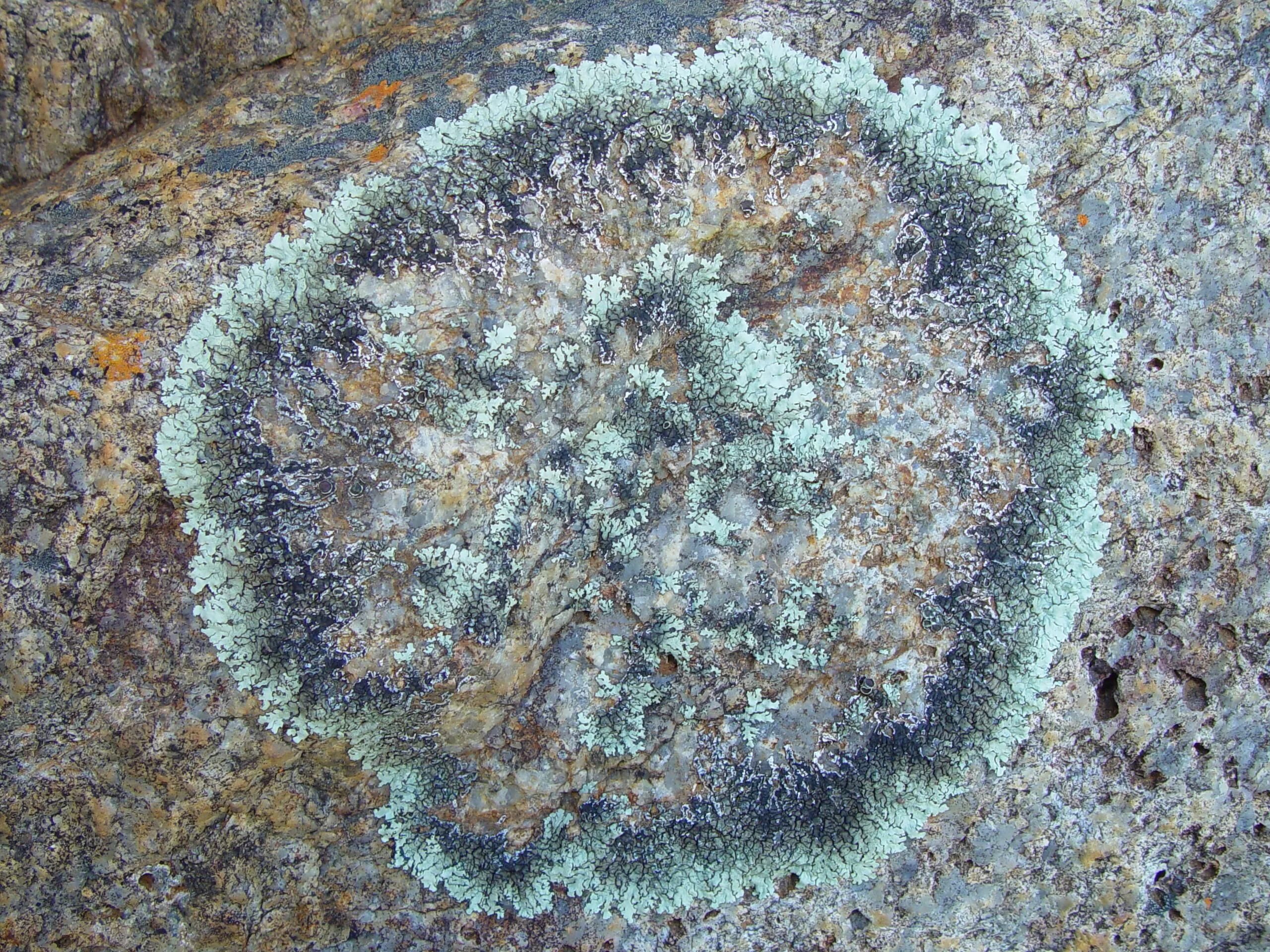 Накипные лишайники ризокарпон. Rhizocarpon лишайник. Микрокалициум песчаный лишайник. Накипные лишайники на камнях.