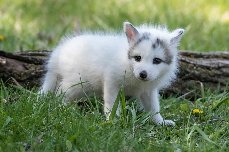 Arctic fox Arctic fox, Arctic animals, Fox