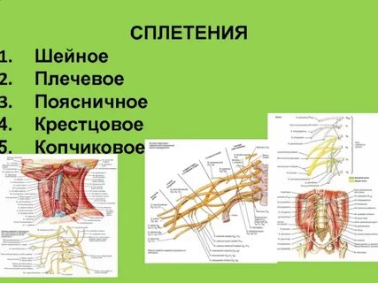 Сплетения анатомия