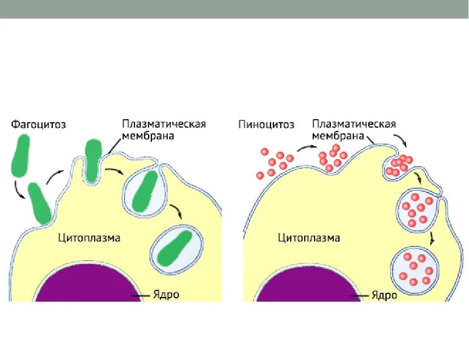 Поступление питательных веществ фагоцитозом происходит в клетках