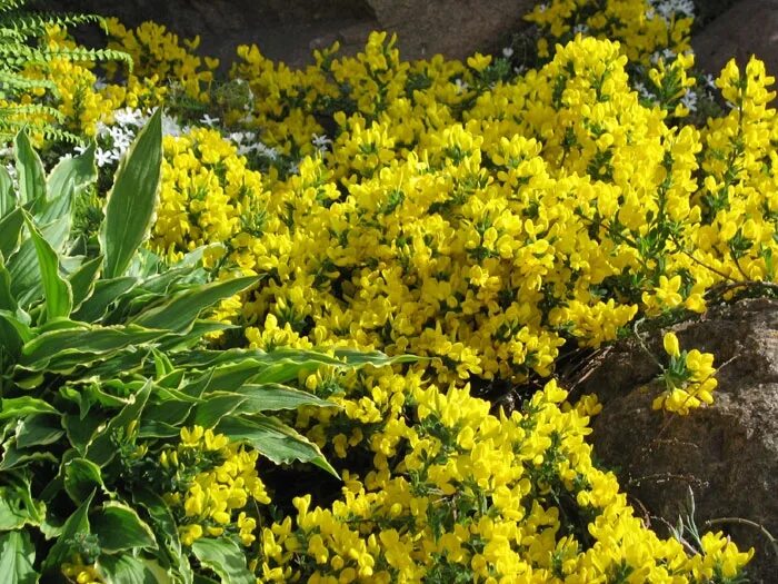 Ракитник стелющийся. Ракитник стелющийся (cytisus decumbens). Ракитник. Ракитник почва. Ракитник альбус.