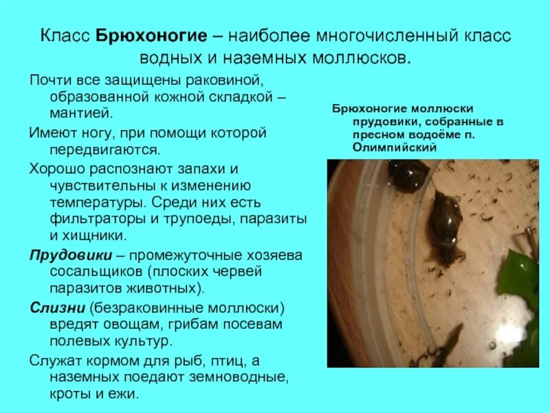 виноградная улитка прудовик слизень. класс брюхоногие моллюски представители. брюхоногий моллюск список. представители класса брюхоногие моллюски 7 класс. брюхоногие моллюсков это в биологии 7 класс.