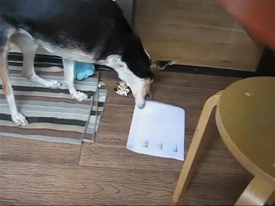Собака подписывается. Умная собака Мем. Песик подписывает бумагу. Умная собака пидесять на пидесять. Самая умная собака в мире попала в книгу.