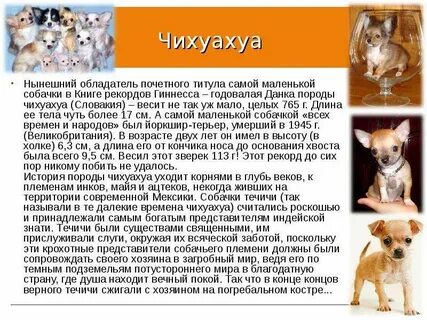 Как правильно пишется чихуахуа
