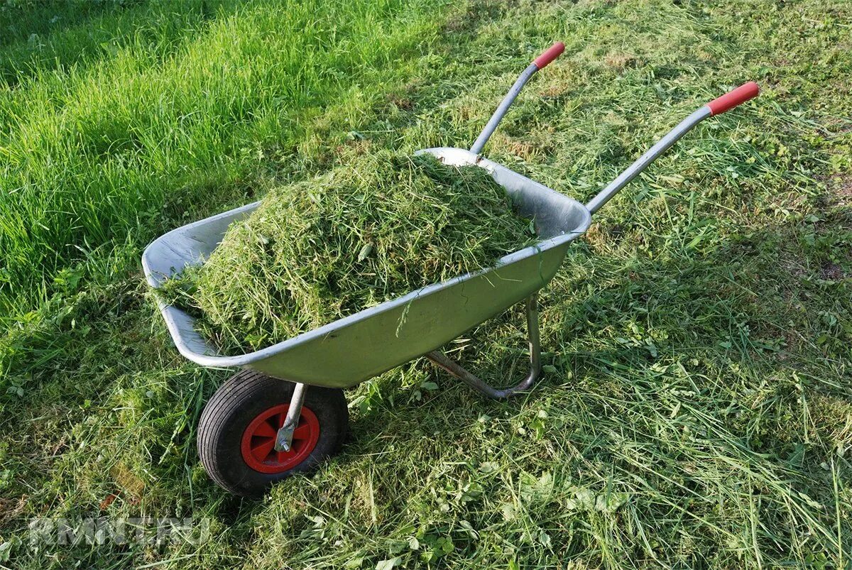 Можно ли класть траву. Скос травы. Тачка для скошенной травы. Тележка для скошенной травы. Как собрать скошенную траву.