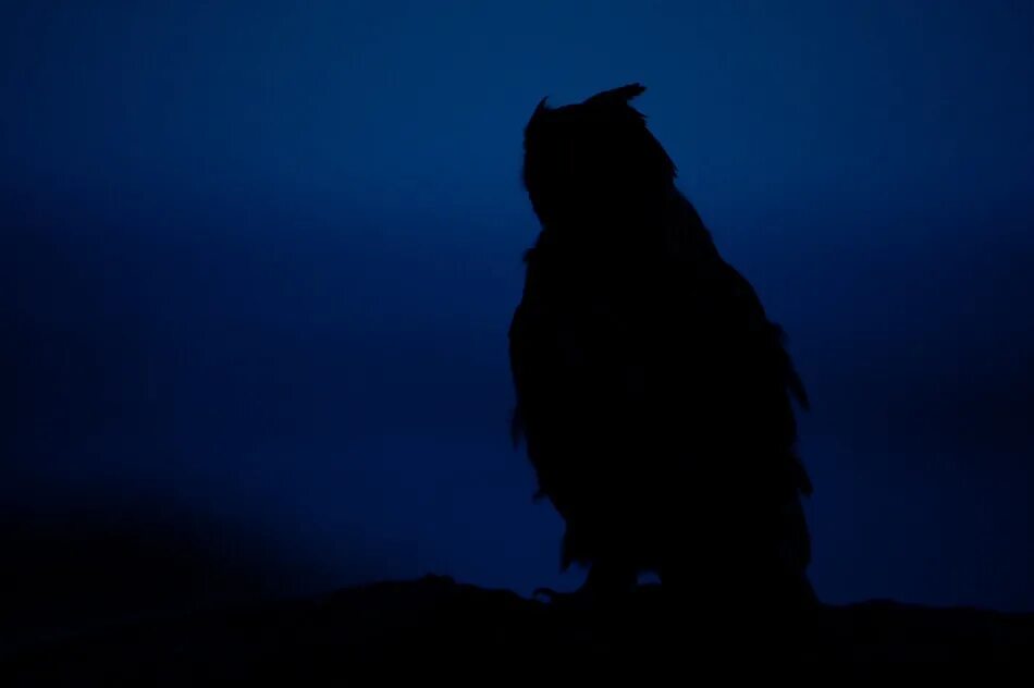 Птицы видят в темноте. Сова в темноте. Филин в темноте. Силуэт Совы. Сова ночью.