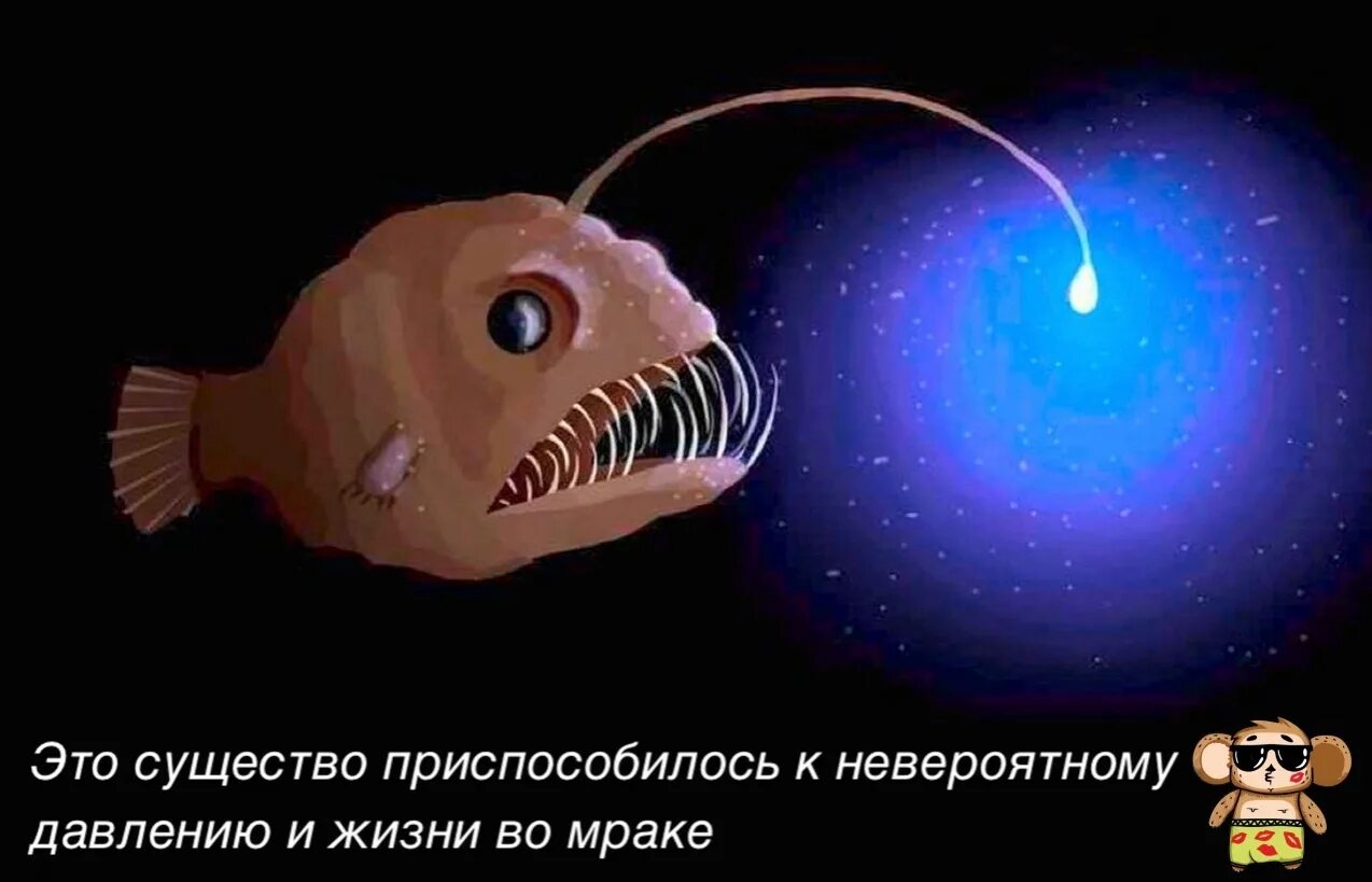 Рыба с лампочкой как называется. Рыба удильщик марианская впадина. глубоководная рыба удильщик. европейский удильщик. ночной удильщик рыба.