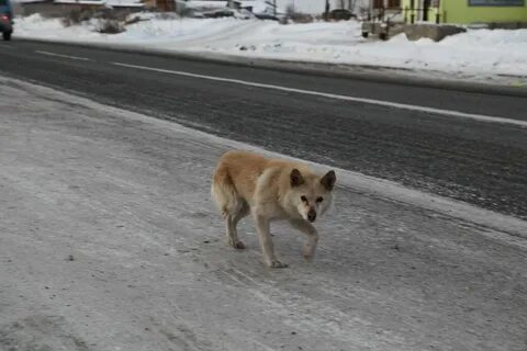 Туринск животные