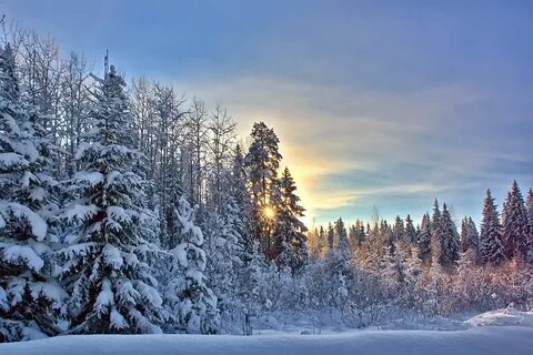 Пейзаж лес зима