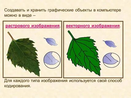 Отличия векторной графики