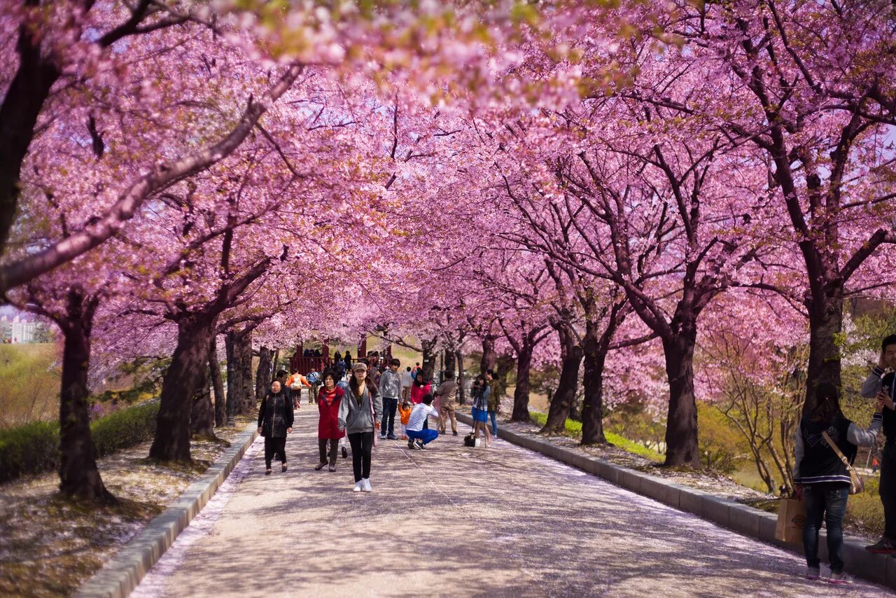 Южные сакуры. Сеул Сакура. Сеул Южная Корея Сакура. Корея черри блоссом. Сеул цветение Сакуры.