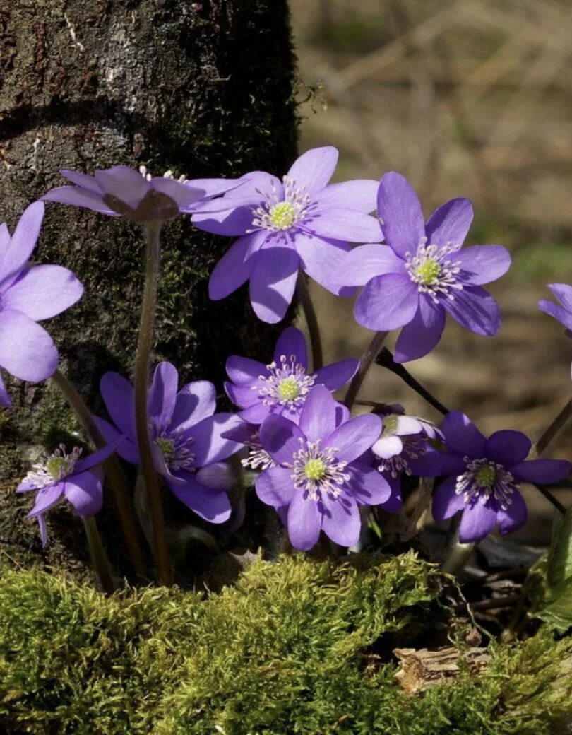 Печёночница обыкновенная. Печеночница благородная (hepatica Nobilis). Печеночница благородная голубая. Первоцвет печеночница.