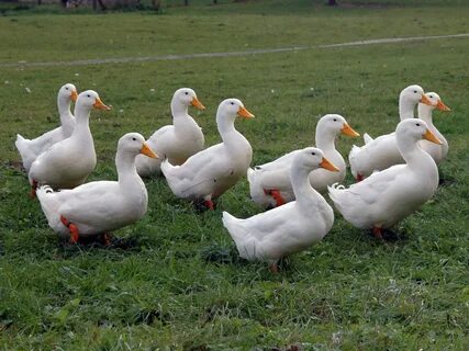 Утка черри велли описание