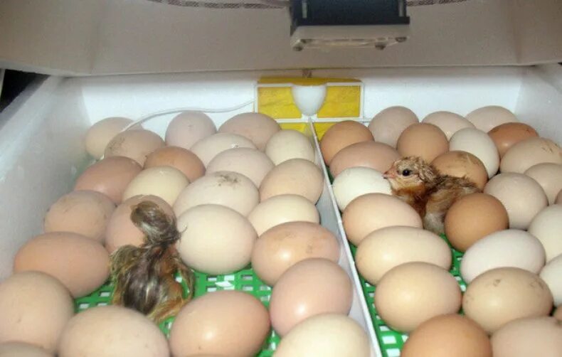 Через какое время после вылупления. Инкубационное яйцо кур инкубация. Бройлерные яйца в инкубаторе. Цыплята Брама инкубация. Инкубатор с яйцами и цыплятами.