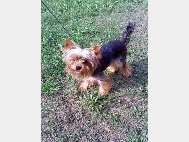 Отдам даром щенка маленькой породы йоркширский. Щеночка в хорошие руки маленьких пород. Авито санкт петербург и лен собаки. Щенок таксы стандарт. Продам собаку.