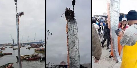Сельдяной король рыба предвестник катастрофы почему