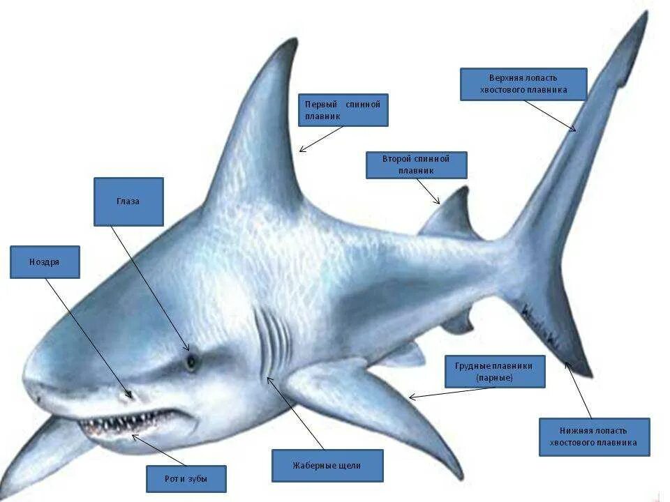 Парные плавники у хрящевых рыб. Класс хрящевые рыбы внешнее строение. Хрящевые рыбы внешнее строение и внутреннее строение. Хрящевые рыбы строение. Внутреннее строение акулы