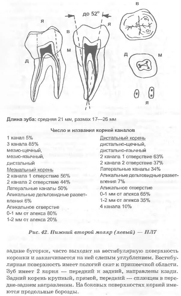 Расположение каналов в зубах схема